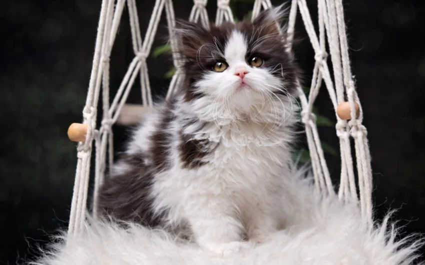 Britská koťátka k rezervaci