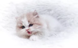 Britská koťátka k rezervaci