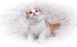 Britská koťátka k rezervaci