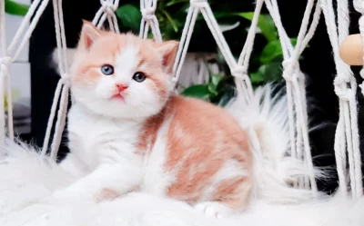 Britská koťátka k rezervaci