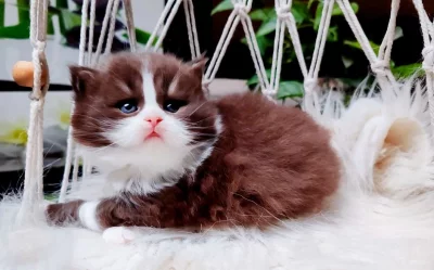 Britská koťátka k rezervaci