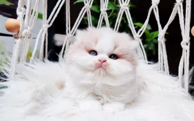 Britská koťátka k rezervaci