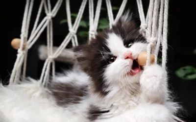 Britská koťátka k rezervaci