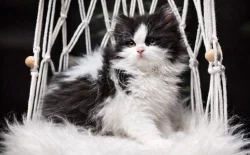 Britská koťátka k rezervaci