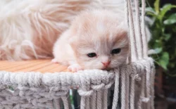 Britská koťátka k rezervaci