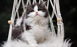 Britská koťátka k rezervaci