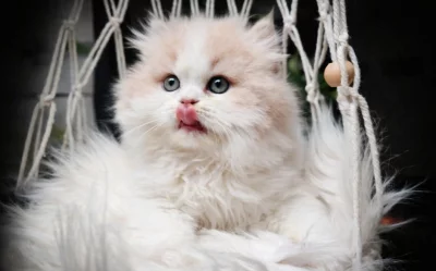 Britská koťátka k rezervaci