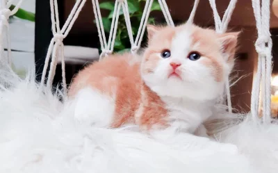 Britská koťátka k rezervaci