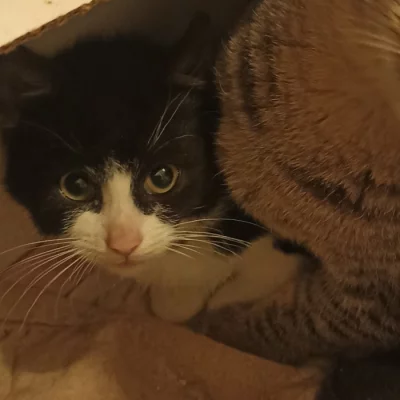 Nabízíme krásné koťátko