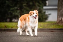 Štěňata border kolie bez pp