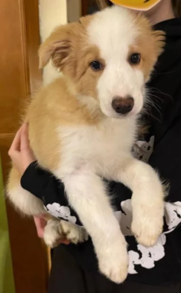 Štěňata border kolie bez pp