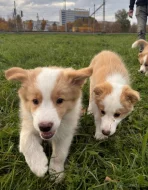 Štěňata border kolie bez pp