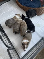 Border kolie / kolie