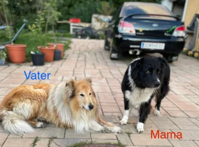 Border kolie / kolie