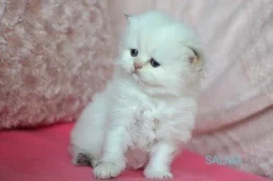 Britská koťátka s PP