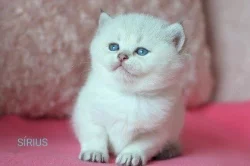 Britská koťátka s PP