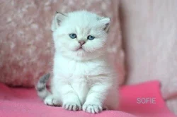 Britská koťátka s PP