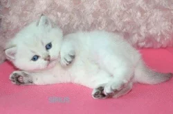 Britská koťátka s PP