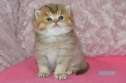 Britská koťátka s PP