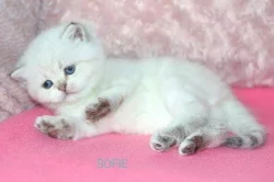 Britská koťátka s PP