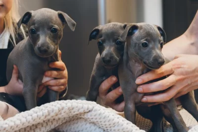 Italský chrtík s PP