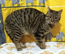 Kocourek Eda hledá nový domov