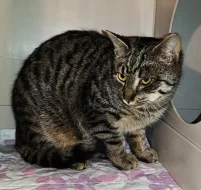 Kocourek Eda hledá nový domov