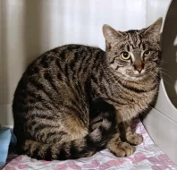 Kocourek Eda hledá nový domov