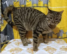 Kocourek Eda hledá nový domov