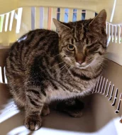 Kocourek Eda hledá nový domov