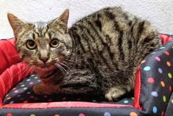 Kocourek Eda hledá nový domov