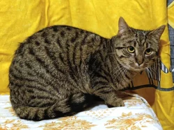 Kocourek Eda hledá nový domov