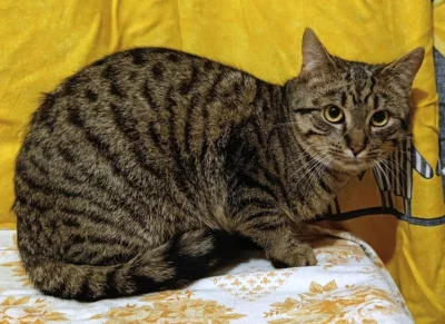 Kocourek Eda hledá nový domov