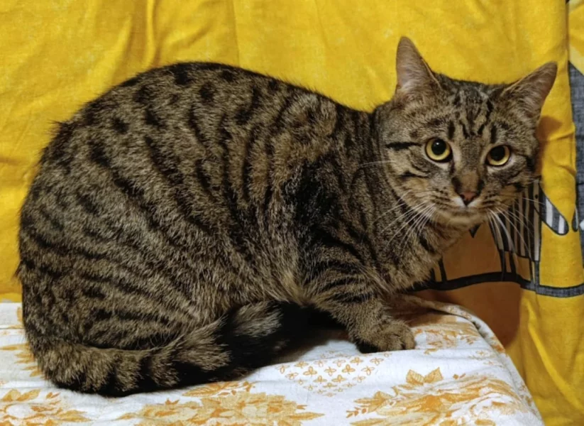 Kocourek Eda hledá nový domov