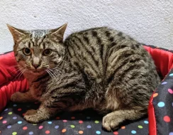 Kocourek Eda hledá nový domov