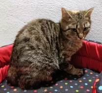 Kočička Edmunda hledá nový domov