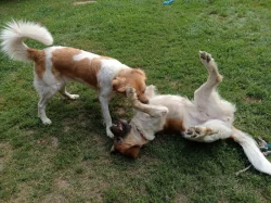 Český horský pes s PP FCI