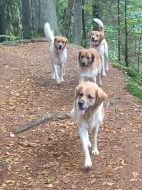 Český horský pes s PP FCI