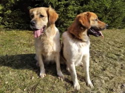 Český horský pes s PP FCI