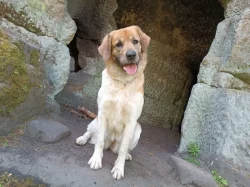 Český horský pes s PP FCI