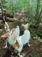 Český horský pes s PP FCI