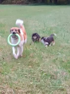 Český horský pes s PP FCI