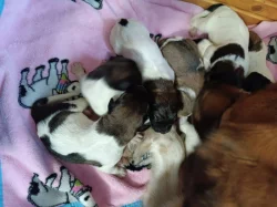 Český horský pes s PP FCI