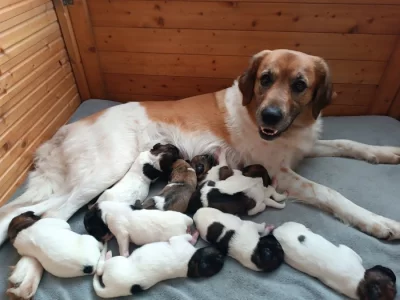 Český horský pes s PP FCI