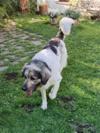 Český horský pes s PP FCI