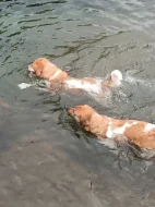 Český horský pes s PP FCI