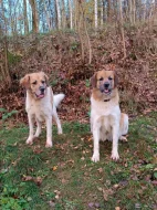 Český horský pes s PP FCI