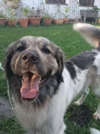 Český horský pes s PP FCI