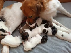 Český horský pes s PP FCI