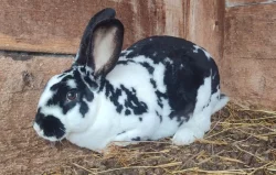 Černý a strakatý rex